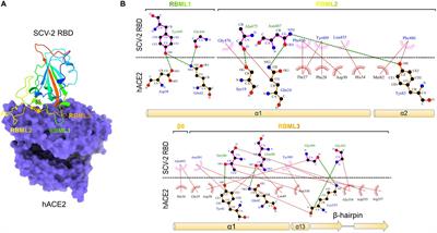 Mutation-driven parallel evolution in emergence of ACE2-utilizing sarbecoviruses